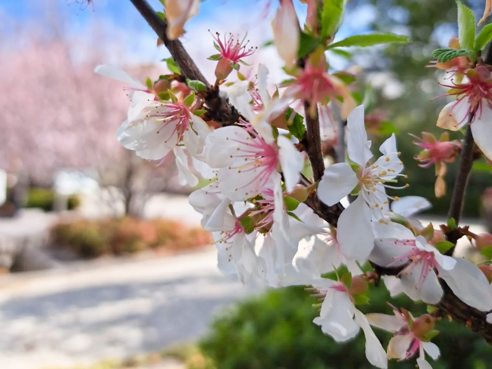 徳川園、桜、3月の春の花、名古屋市東区の観光・撮影スポットの画像と写真