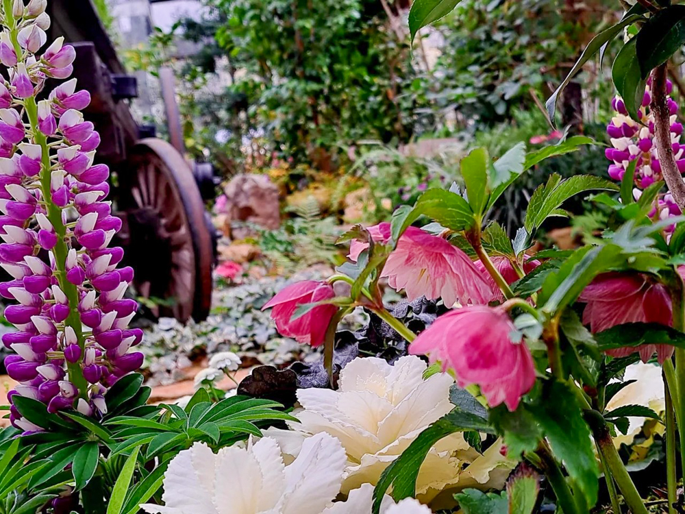 春日井都市緑化植物園、温室、1月冬の花、愛知県春日井市の観光・撮影スポットの名所