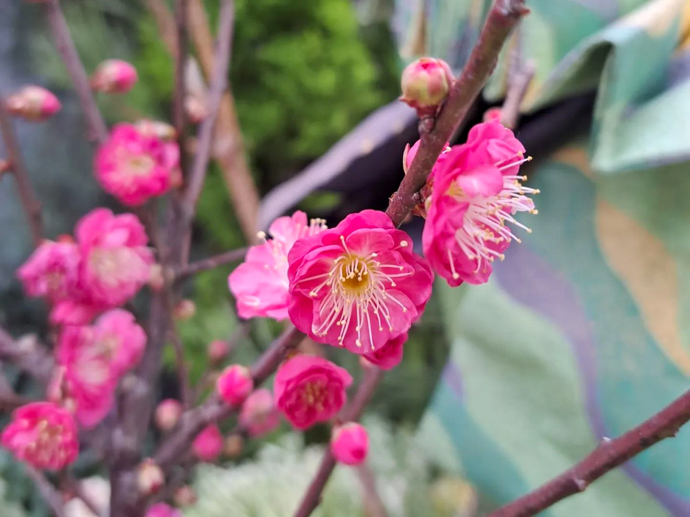 春日井都市緑化植物園、温室、1月冬の花、愛知県春日井市の観光・撮影スポットの名所