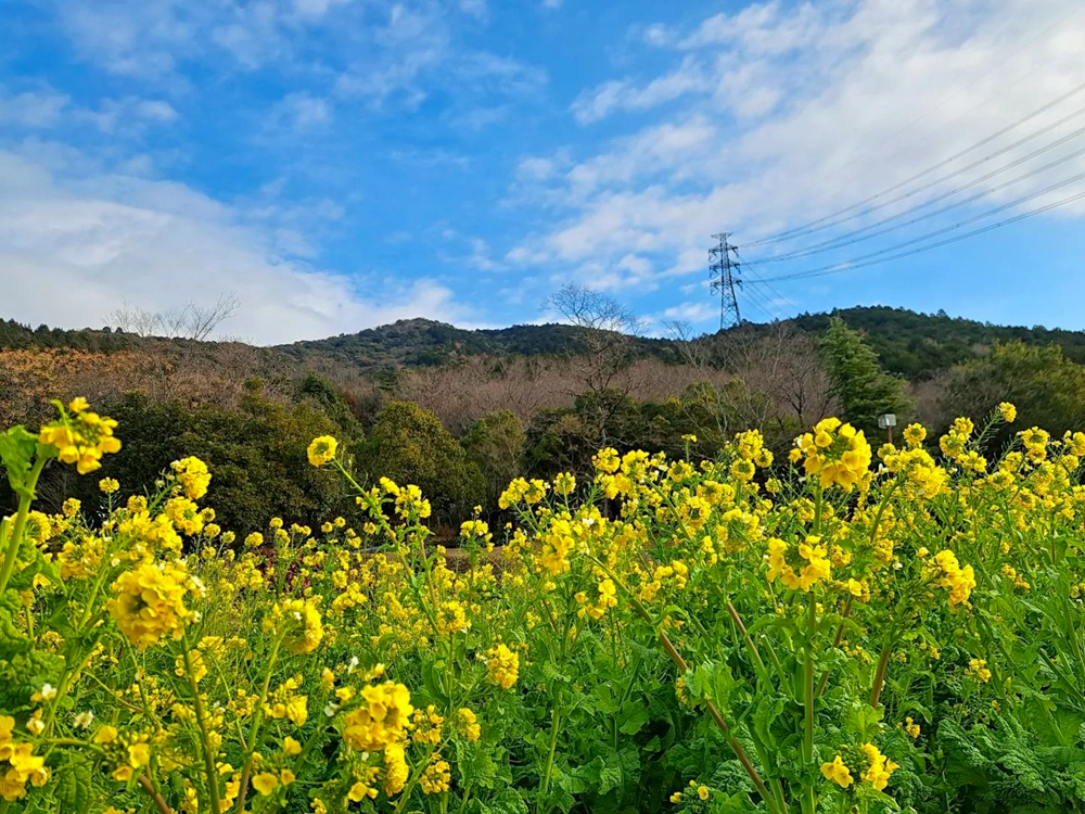 春日井都市緑化植物園、1月冬の花、愛知県春日井市の観光・撮影スポットの名所