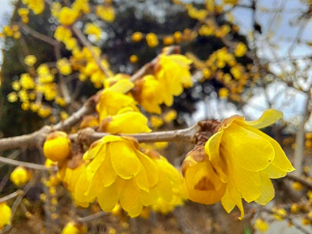 春日井都市緑化植物園、1月冬の花、愛知県春日井市の観光・撮影スポットの名所