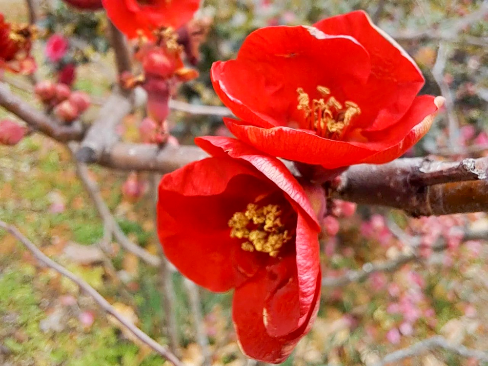 春日井都市緑化植物園、1月冬の花、愛知県春日井市の観光・撮影スポットの名所