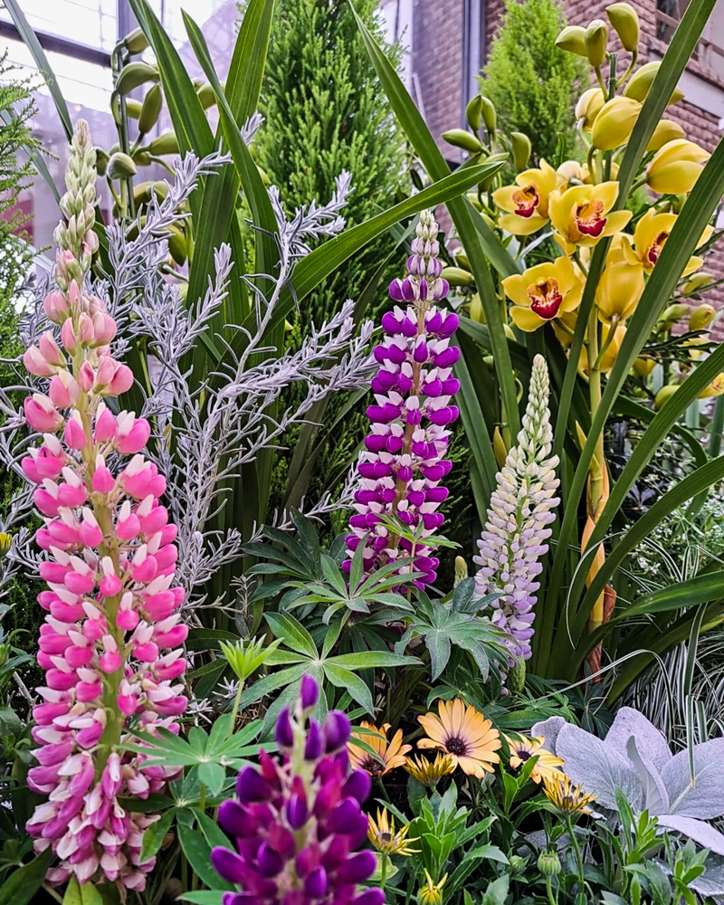 春日井都市緑化植物園、温室、1月冬の花、愛知県春日井市の観光・撮影スポットの名所