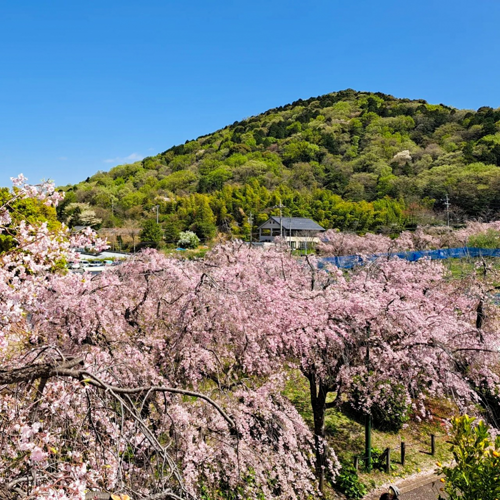 東谷山フルーツパーク、しだれ桜、3月の春の花、名古屋市守山区の観光・撮影スポットの名所