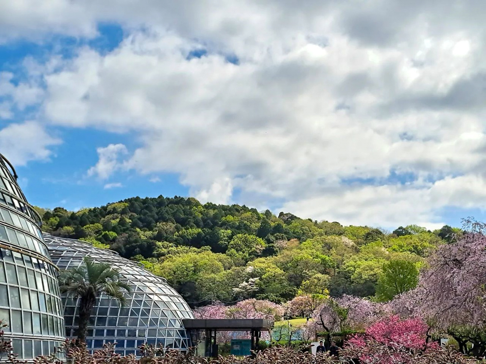 東谷山フルーツパーク、3月の春の花、名古屋市守山区の観光・撮影スポットの名所