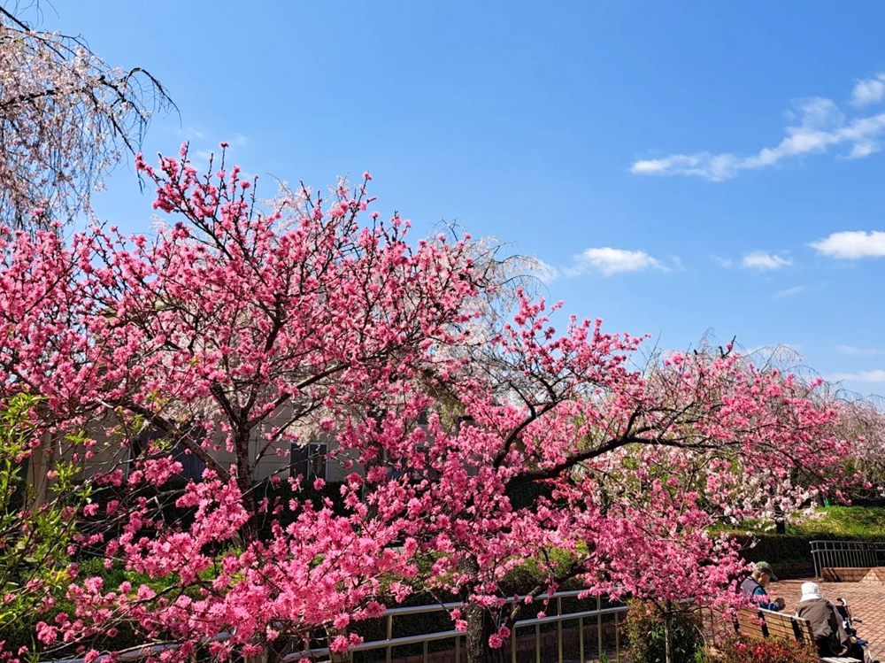 東谷山フルーツパーク、3月の春の花、名古屋市守山区の観光・撮影スポットの名所