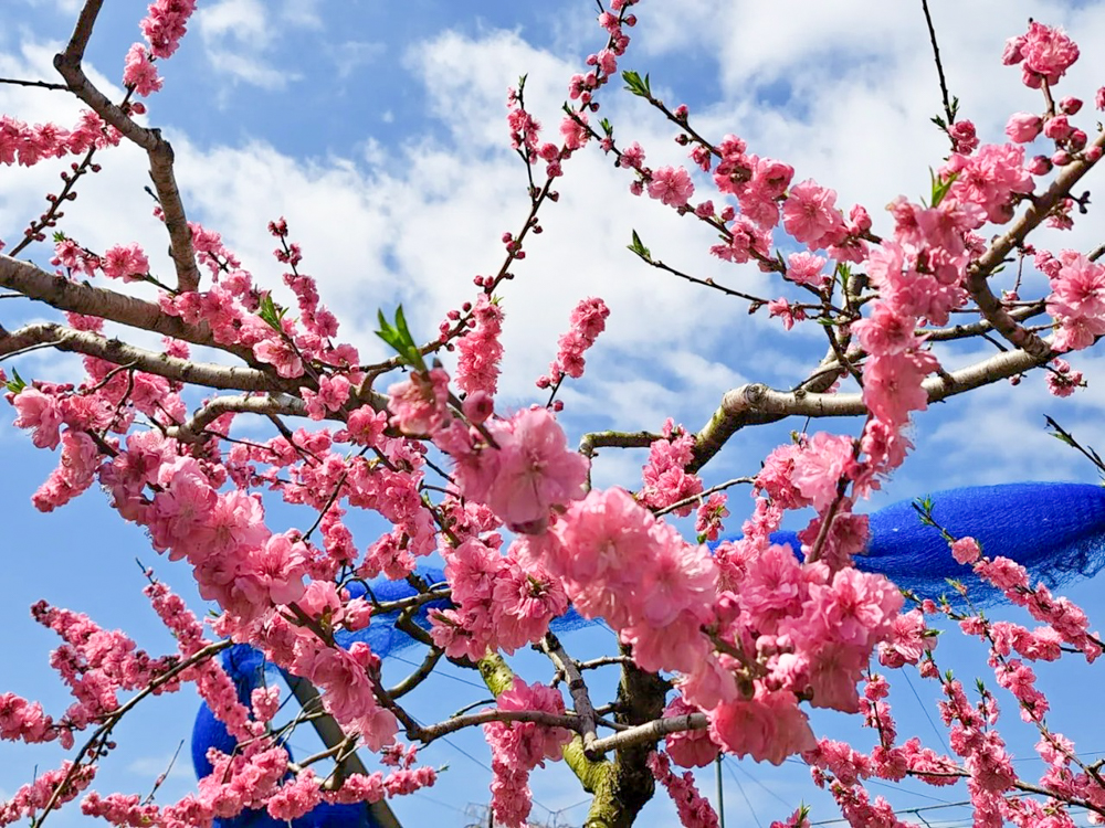 東谷山フルーツパーク、3月の春の花、名古屋市守山区の観光・撮影スポットの名所