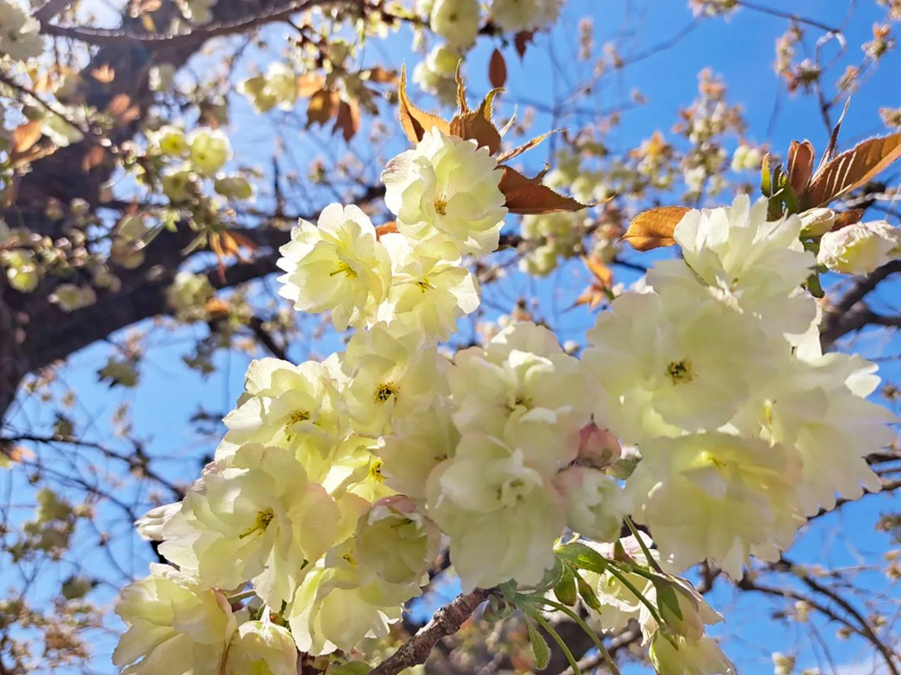 東谷山フルーツパーク、3月の春の花、名古屋市守山区の観光・撮影スポットの名所