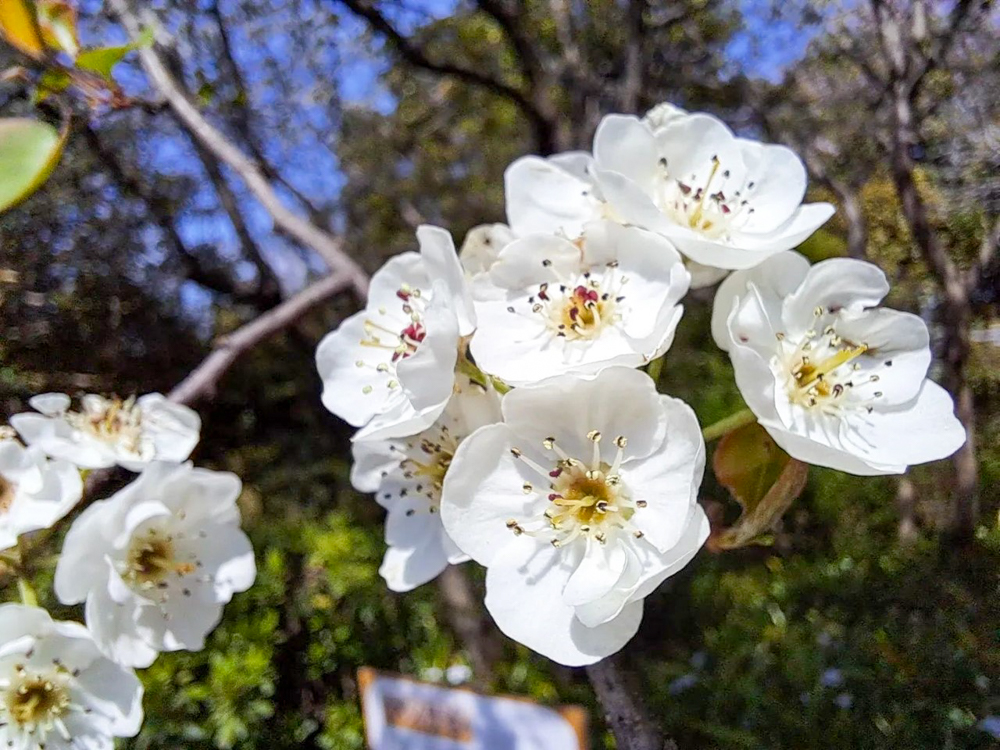 東谷山フルーツパーク、3月の春の花、名古屋市守山区の観光・撮影スポットの名所