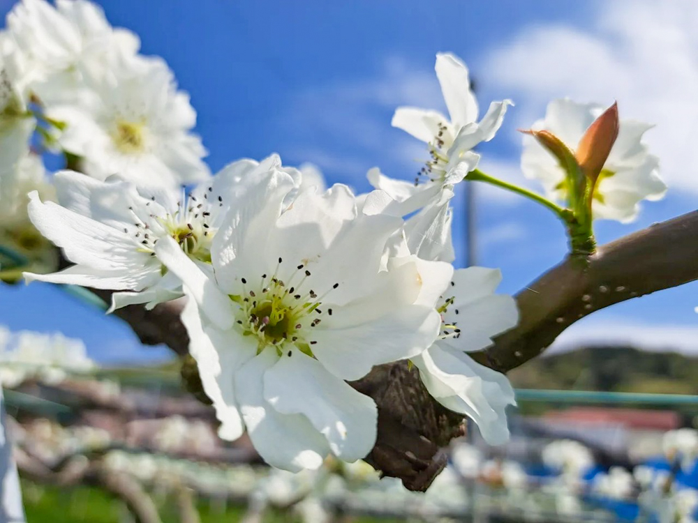 東谷山フルーツパーク、3月の春の花、名古屋市守山区の観光・撮影スポットの名所