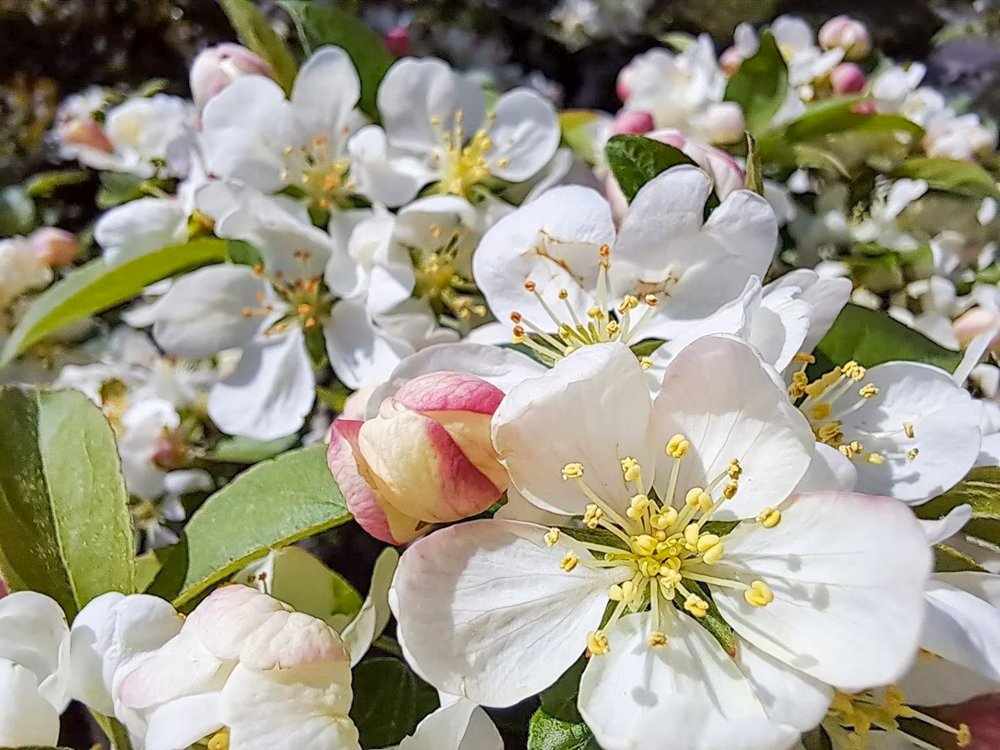 東谷山フルーツパーク、3月の春の花、名古屋市守山区の観光・撮影スポットの名所