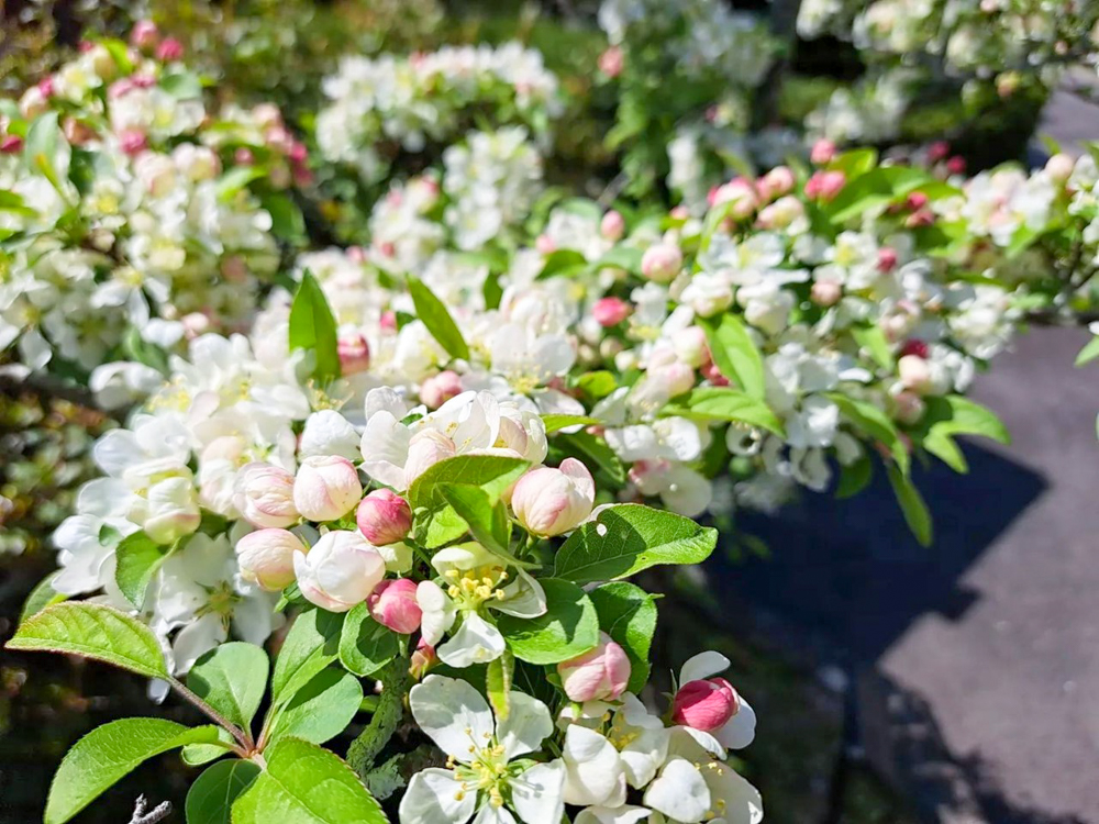 東谷山フルーツパーク、3月の春の花、名古屋市守山区の観光・撮影スポットの名所