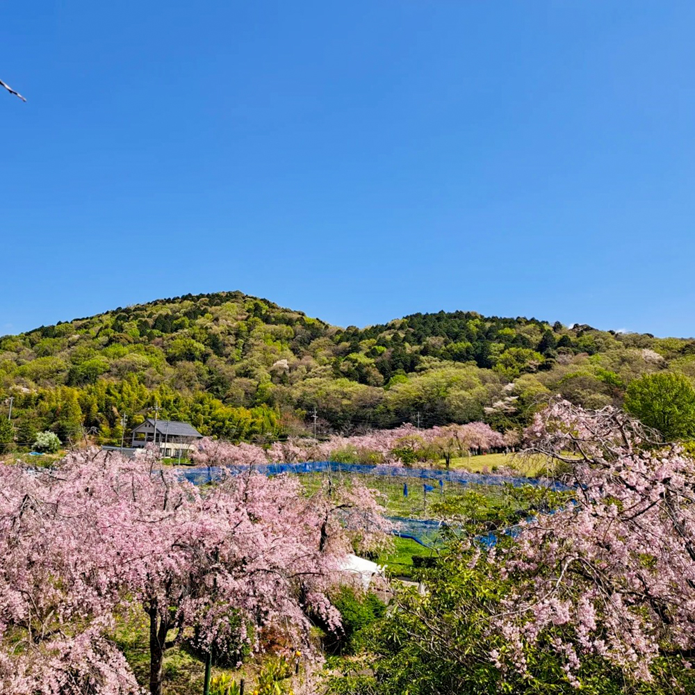 東谷山フルーツパーク、しだれ桜、3月の春の花、名古屋市守山区の観光・撮影スポットの名所