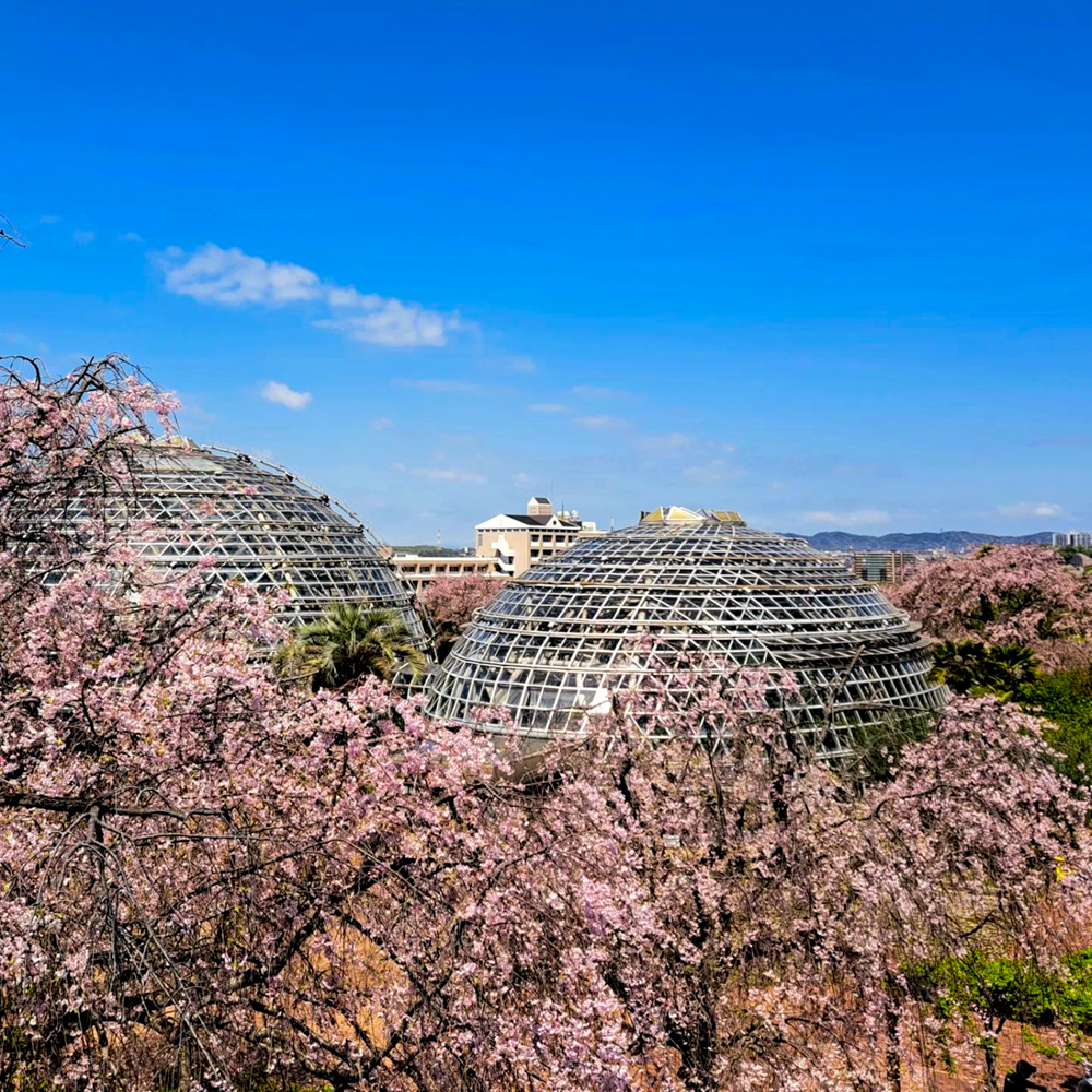 東谷山フルーツパーク、しだれ桜、3月の春の花、名古屋市守山区の観光・撮影スポットの名所