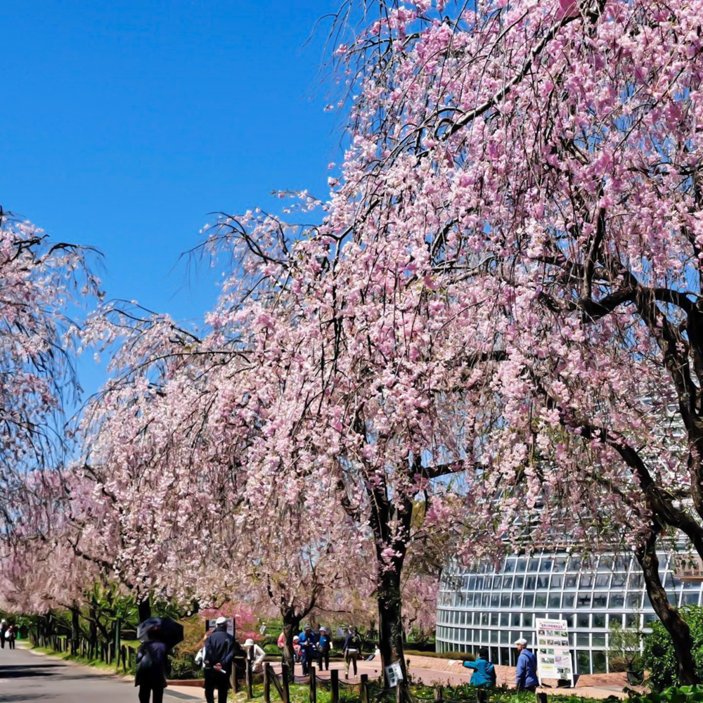 東谷山フルーツパーク、しだれ桜、3月の春の花、名古屋市守山区の観光・撮影スポットの名所