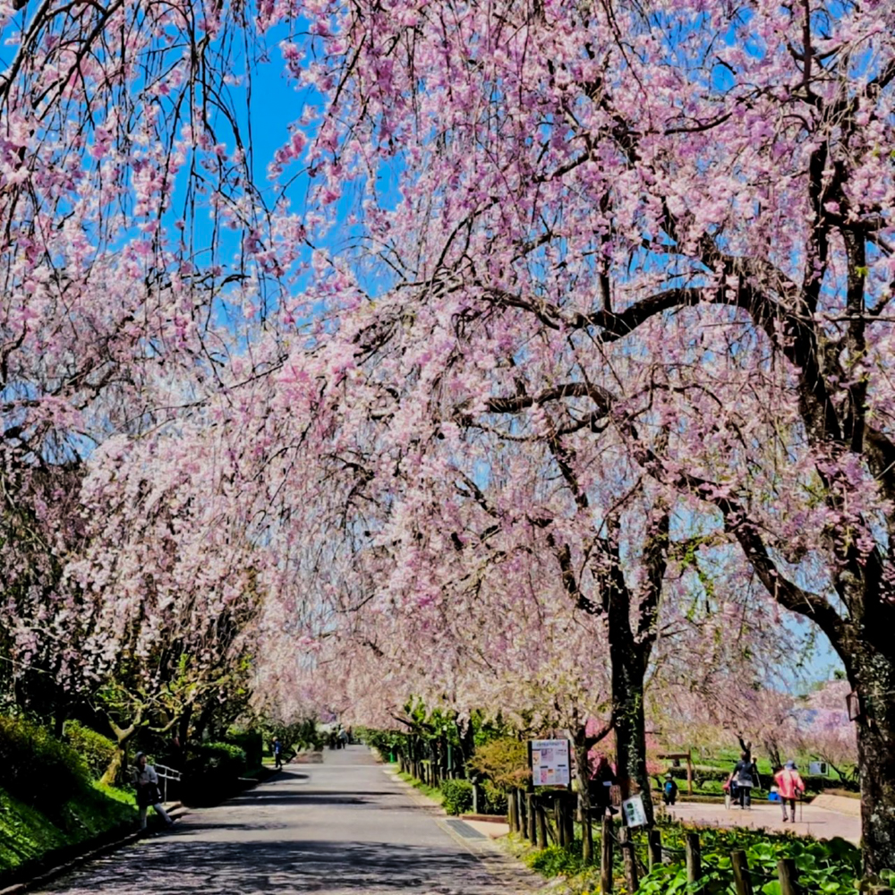 東谷山フルーツパーク、しだれ桜、3月の春の花、名古屋市守山区の観光・撮影スポットの名所