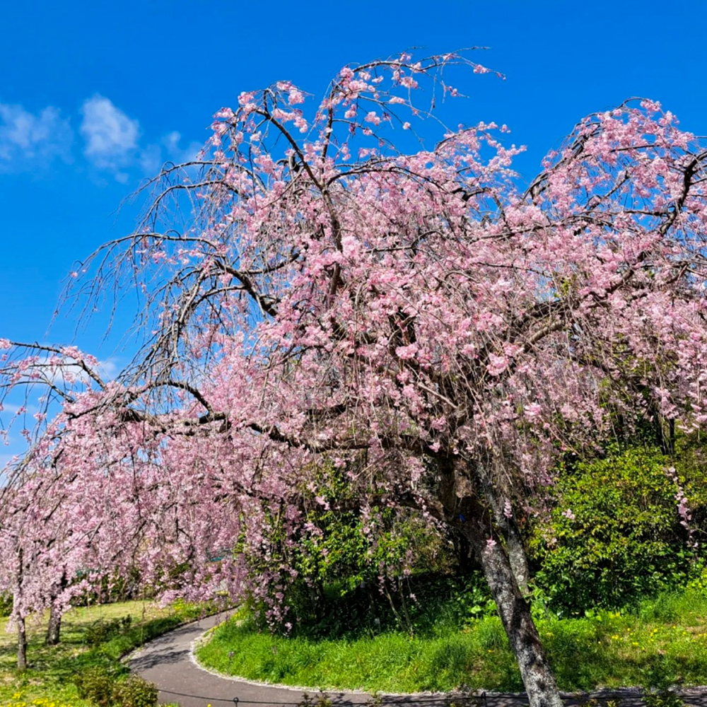 東谷山フルーツパーク、しだれ桜、3月の春の花、名古屋市守山区の観光・撮影スポットの名所