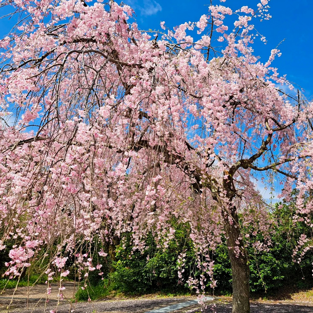 東谷山フルーツパーク、しだれ桜、3月の春の花、名古屋市守山区の観光・撮影スポットの名所