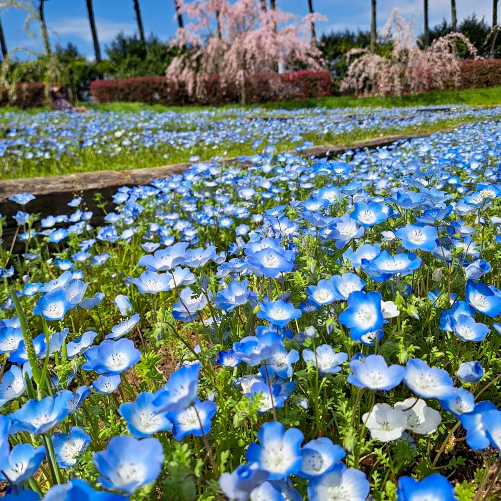 東谷山フルーツパーク、ネモフィラ、3月の春の花、名古屋市守山区の観光・撮影スポットの名所