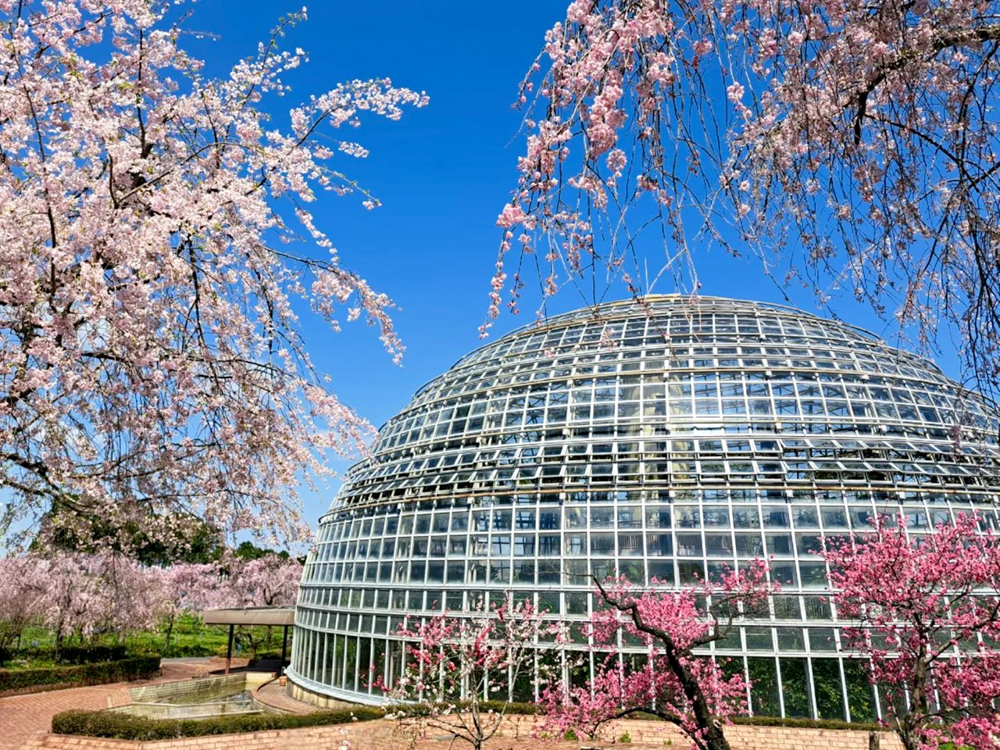 東谷山フルーツパーク、3月の春の花、名古屋市守山区の観光・撮影スポットの名所