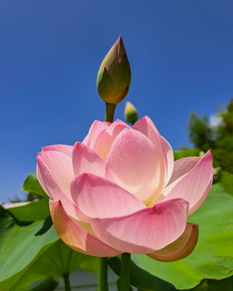 随応院、ハス、7月の夏の花、愛知県豊田市の観光・撮影スポットの画像と写真