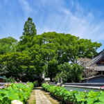 随応院、ハス、7月の夏の花、愛知県豊田市の観光・撮影スポットの画像と写真