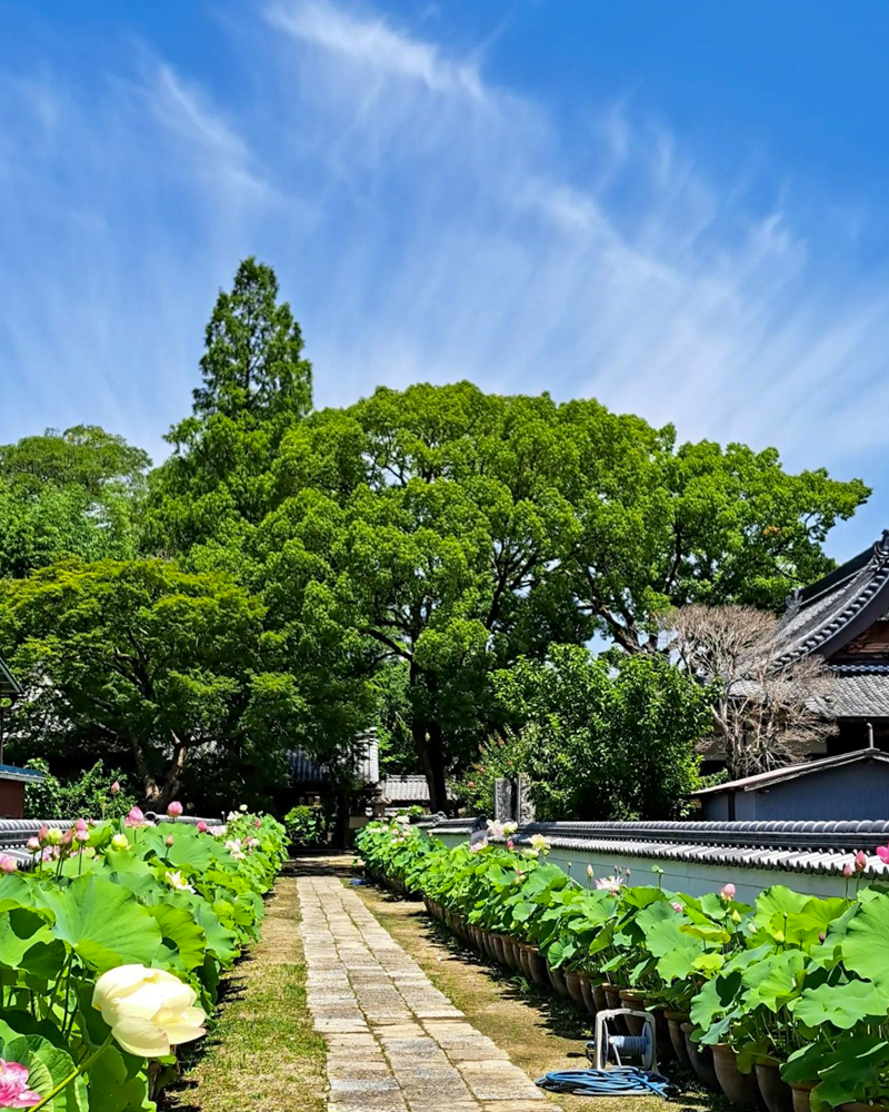 随応院、ハス、7月の夏の花、愛知県豊田市の観光・撮影スポットの画像と写真