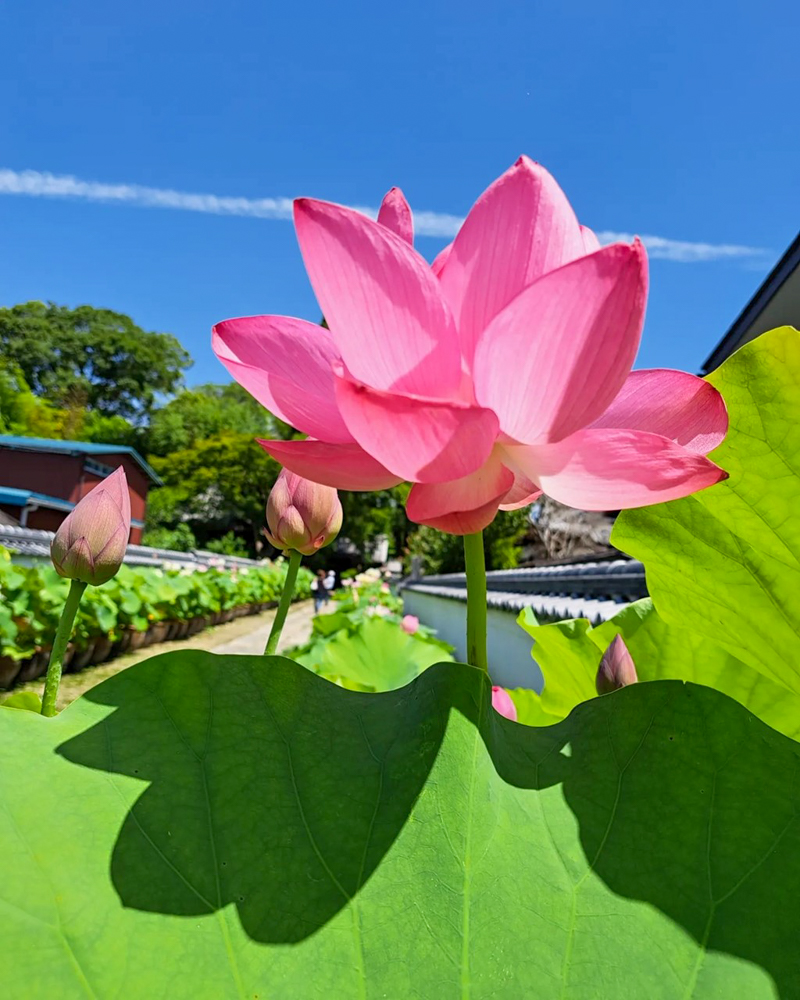 随応院、ハス、7月の夏の花、愛知県豊田市の観光・撮影スポットの画像と写真