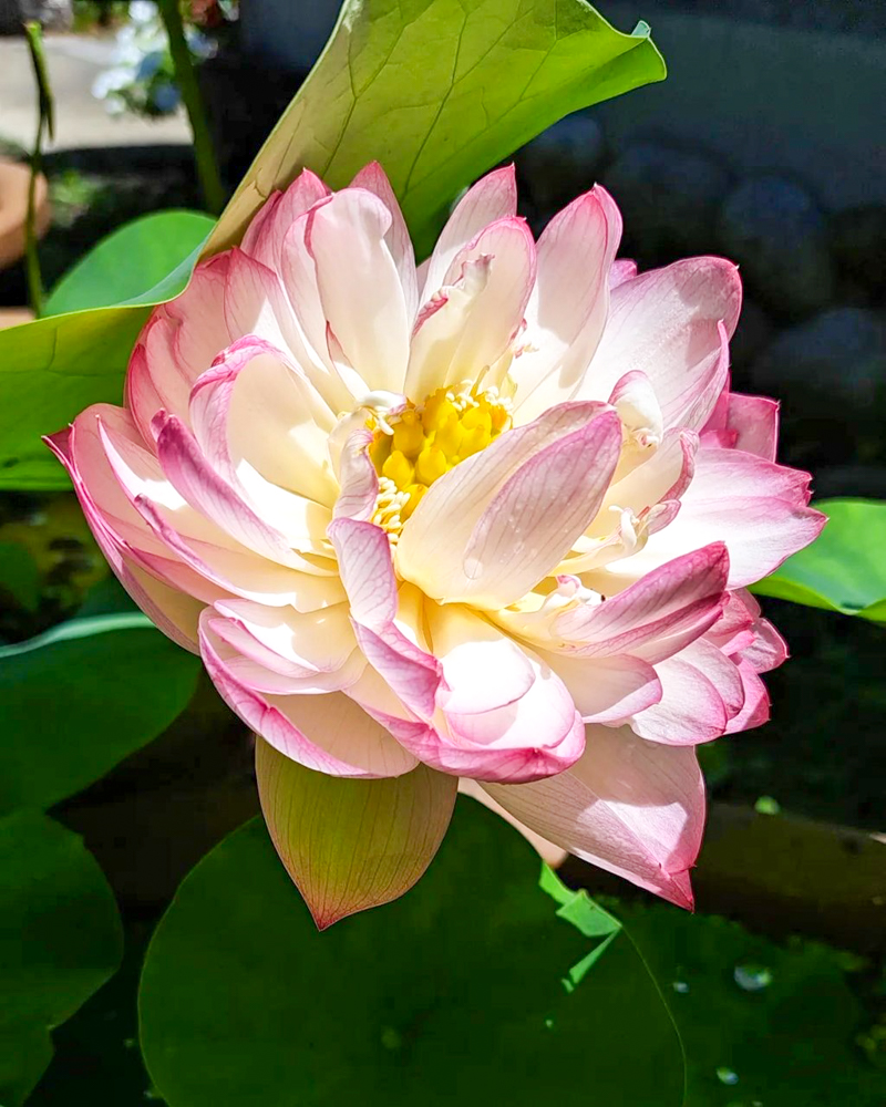 随応院、ハス、7月の夏の花、愛知県豊田市の観光・撮影スポットの画像と写真