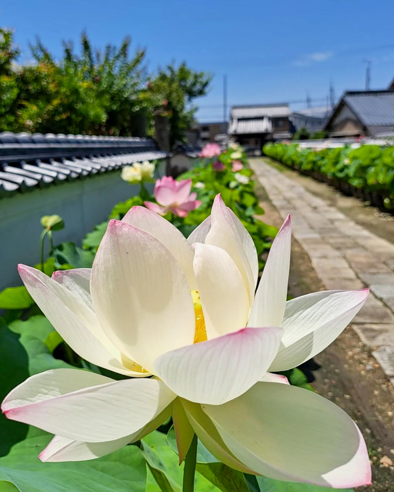 随応院、ハス、7月の夏の花、愛知県豊田市の観光・撮影スポットの画像と写真