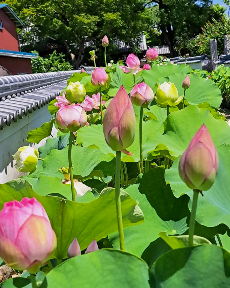 随応院、ハス、7月の夏の花、愛知県豊田市の観光・撮影スポットの画像と写真