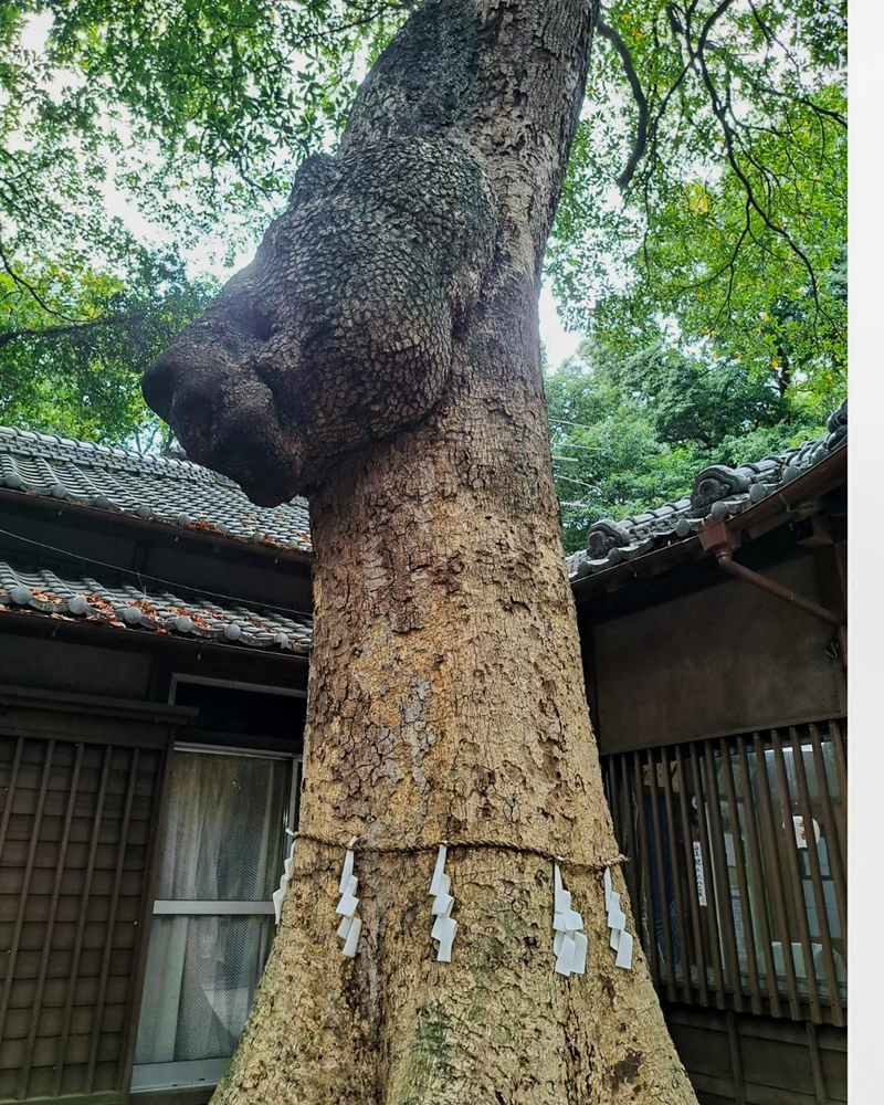 氷川女体神社、武蔵国一宮 （10月）埼玉県さいたま市の観光・撮影スポットの名所