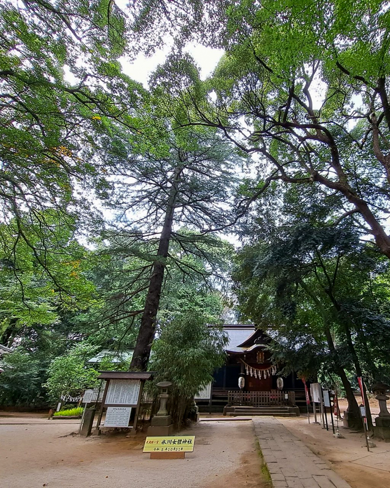 氷川女体神社、武蔵国一宮 （10月）埼玉県さいたま市の観光・撮影スポットの名所