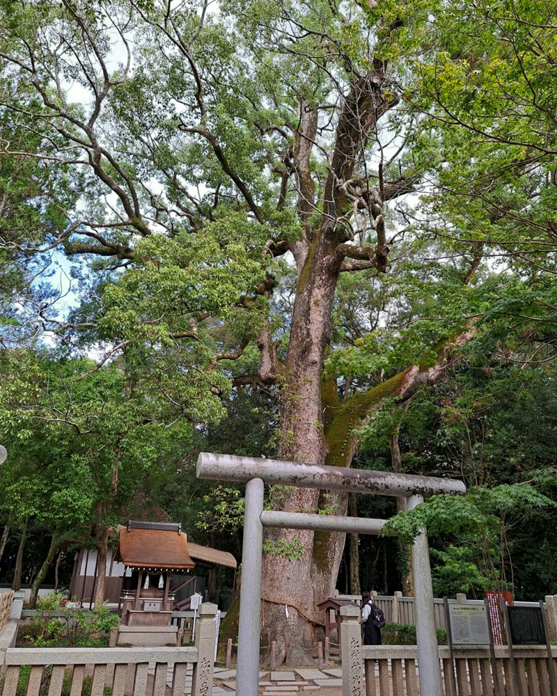 連理の楠、淡路国一宮 伊弉諾神宮、８月夏、兵庫県淡路市の観光・撮影スポットの名所