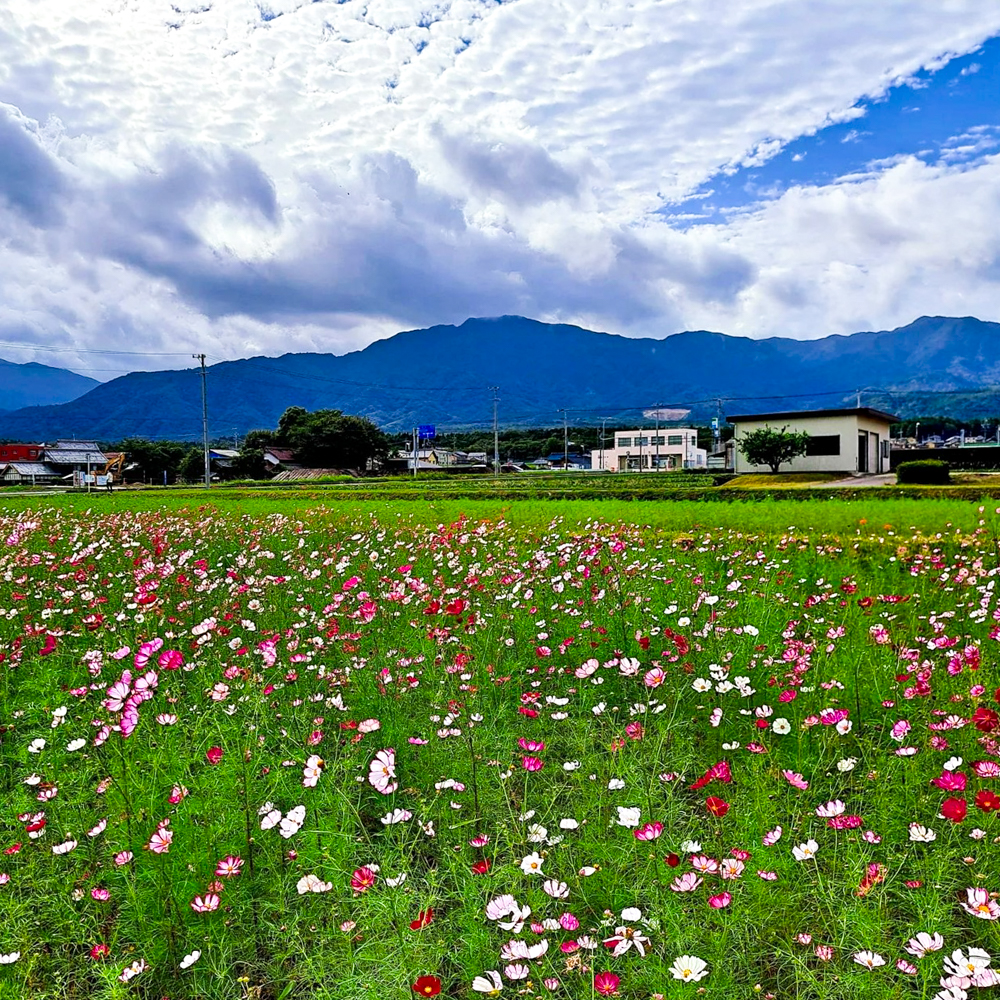 田光コスモス畑 、10月の秋の花、三重県三重郡菰野町の観光・撮影スポットの画像と写真