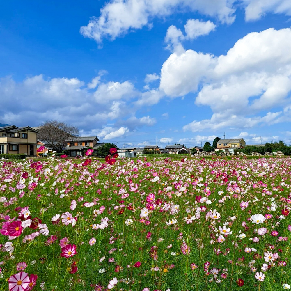 田光コスモス畑 、10月の秋の花、三重県三重郡菰野町の観光・撮影スポットの画像と写真