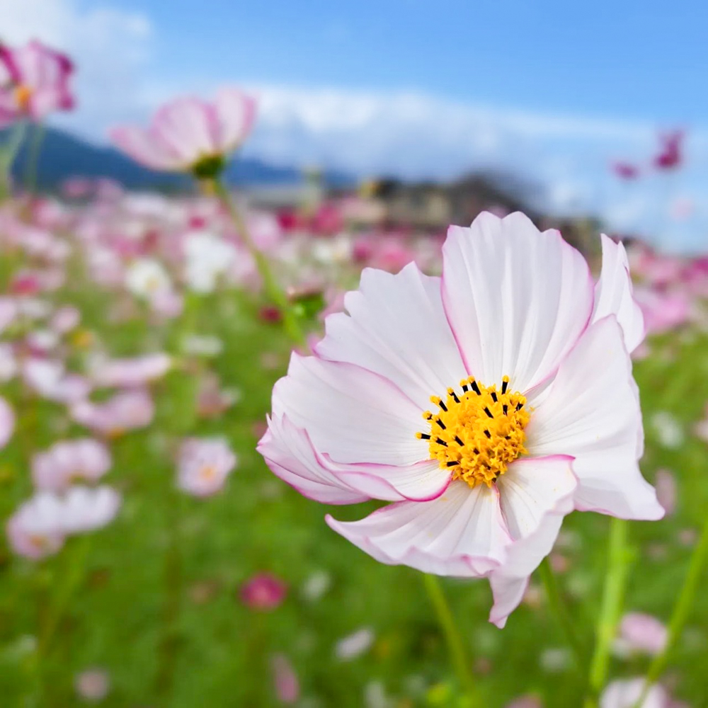 田光コスモス畑 、10月の秋の花、三重県三重郡菰野町の観光・撮影スポットの画像と写真