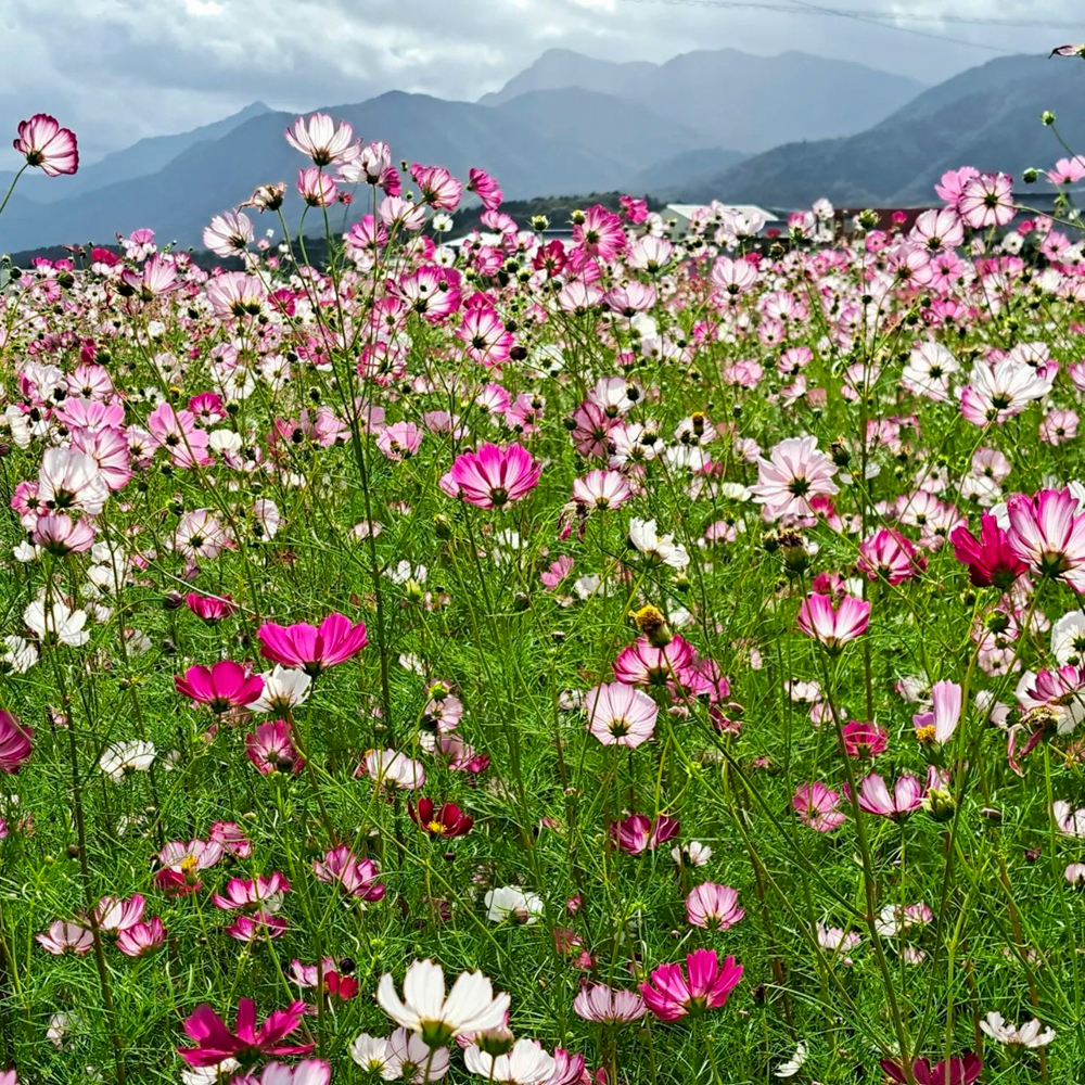 田光コスモス畑 、10月の秋の花、三重県三重郡菰野町の観光・撮影スポットの画像と写真