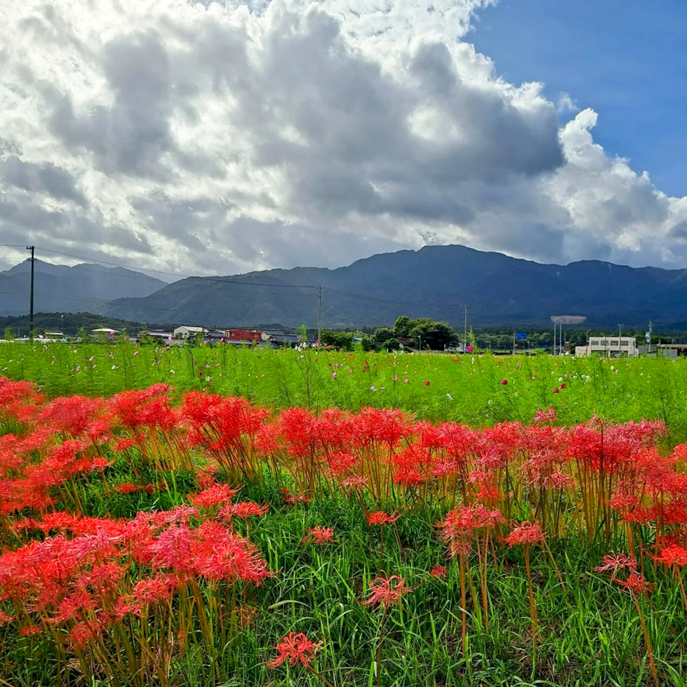 田光コスモス畑 、彼岸花、10月の秋の花、三重県三重郡菰野町の観光・撮影スポットの画像と写真