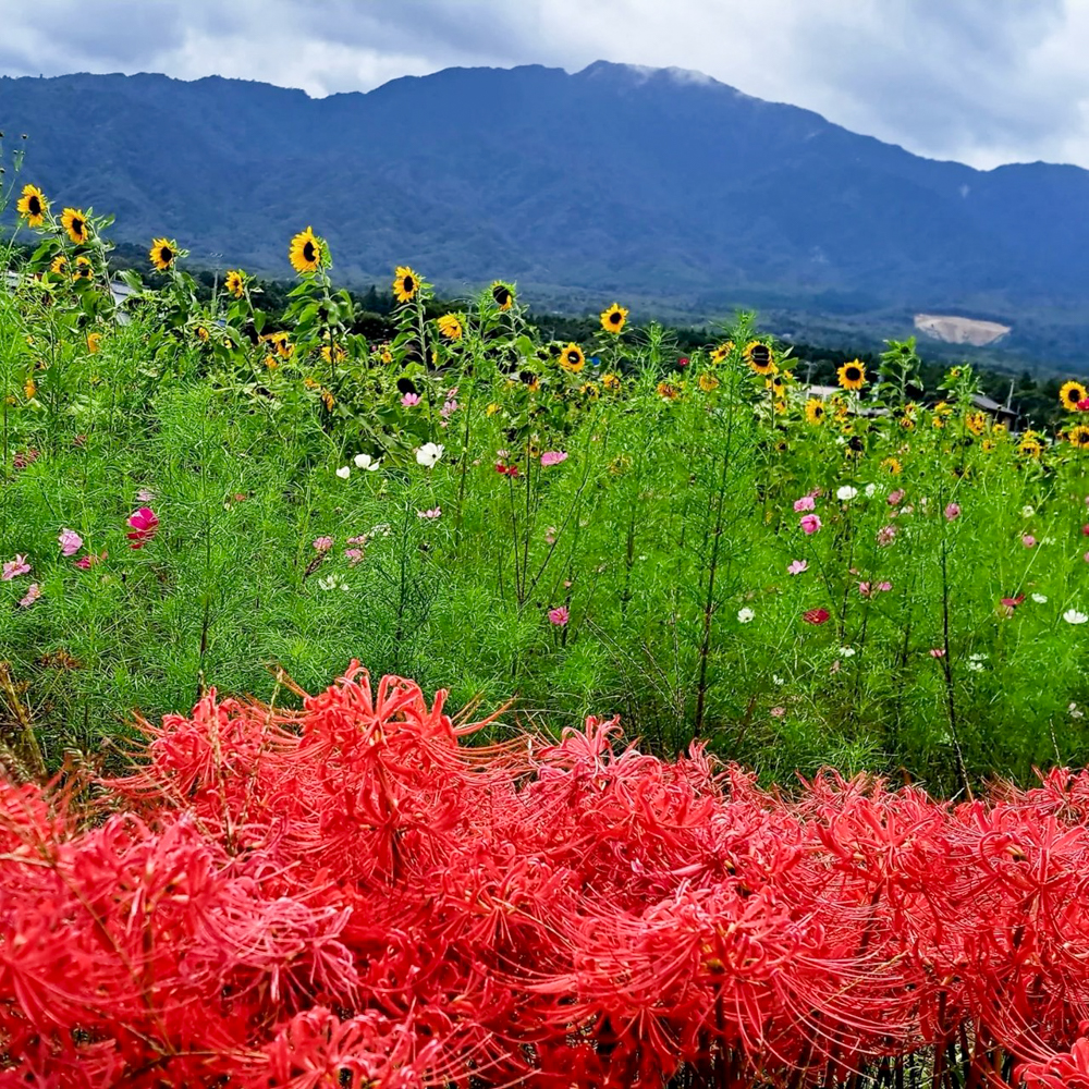 田光コスモス畑 、彼岸花、10月の秋の花、三重県三重郡菰野町の観光・撮影スポットの画像と写真