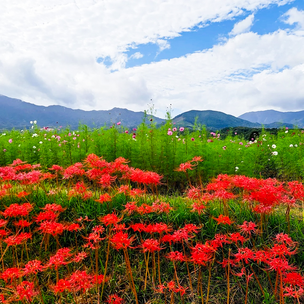 田光コスモス畑 、彼岸花、10月の秋の花、三重県三重郡菰野町の観光・撮影スポットの画像と写真