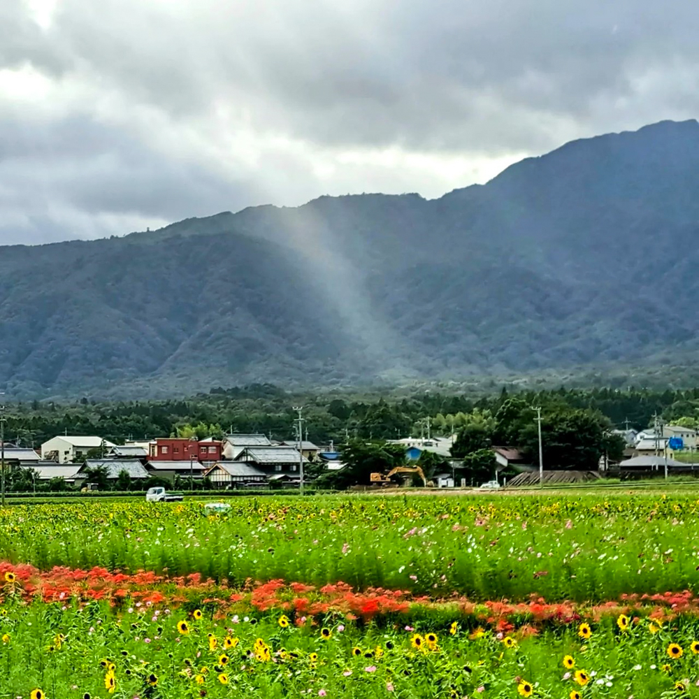 田光コスモス畑 、彼岸花、10月の秋の花、三重県三重郡菰野町の観光・撮影スポットの画像と写真