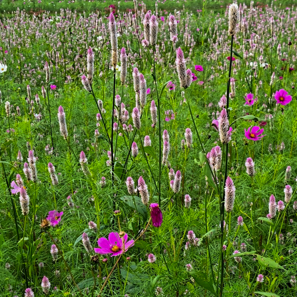 田光コスモス畑 、10月の秋の花、三重県三重郡菰野町の観光・撮影スポットの画像と写真