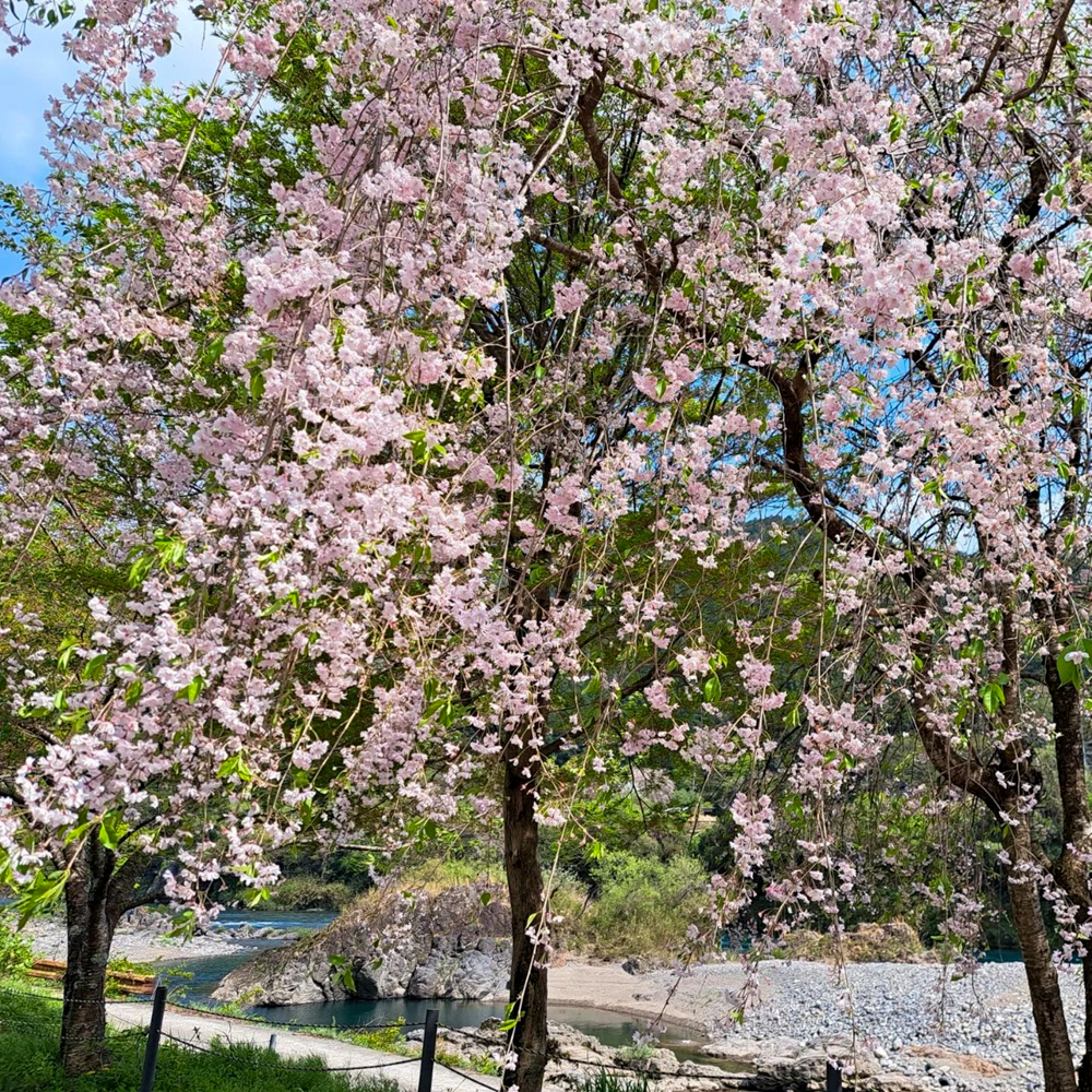 洲原神社、4月夏、岐阜県美濃市の観光・撮影スポットの名所