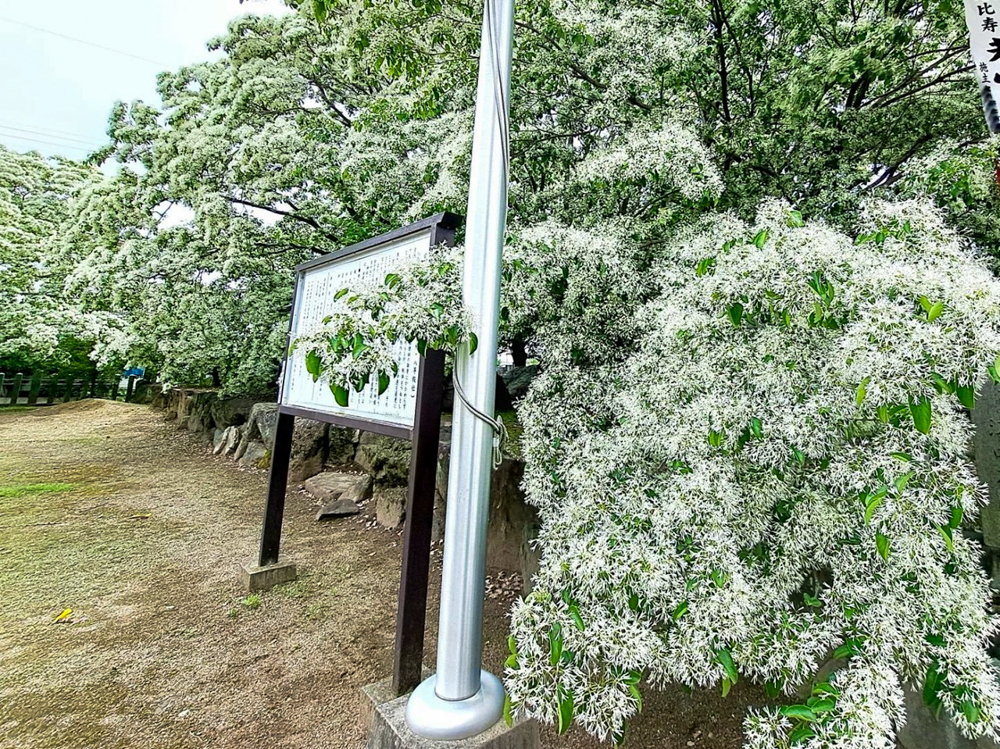 江南市の若宮八幡社 、ヒトツバタゴ、愛知県江南市の観光・撮影スポットの画像と写真