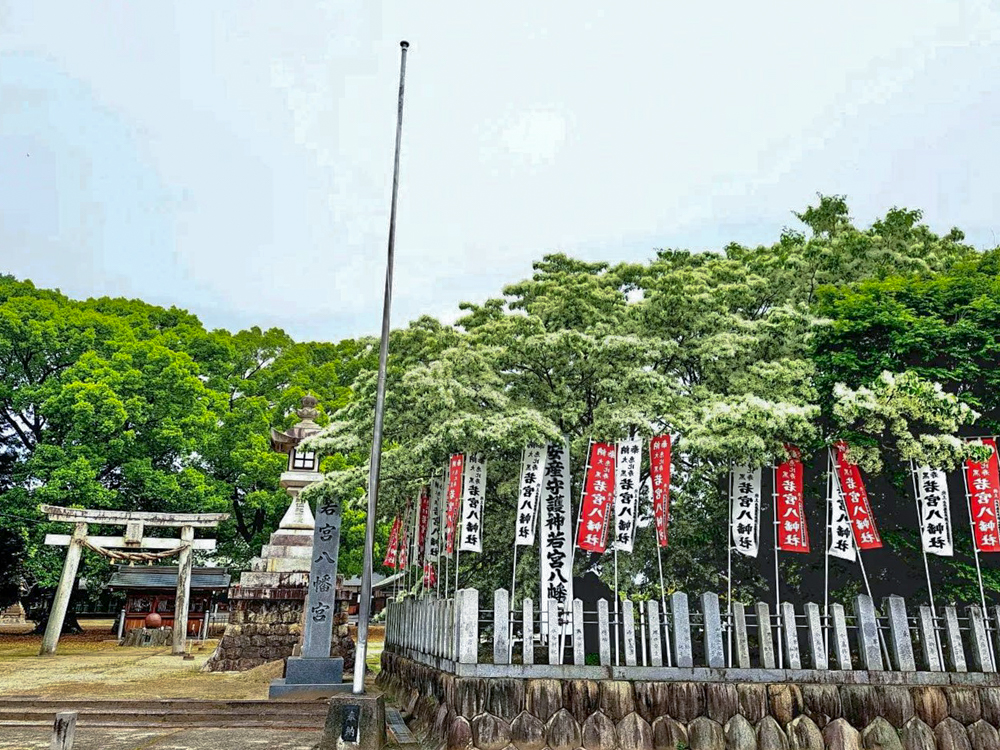 江南市の若宮八幡社 、ヒトツバタゴ、愛知県江南市の観光・撮影スポットの画像と写真