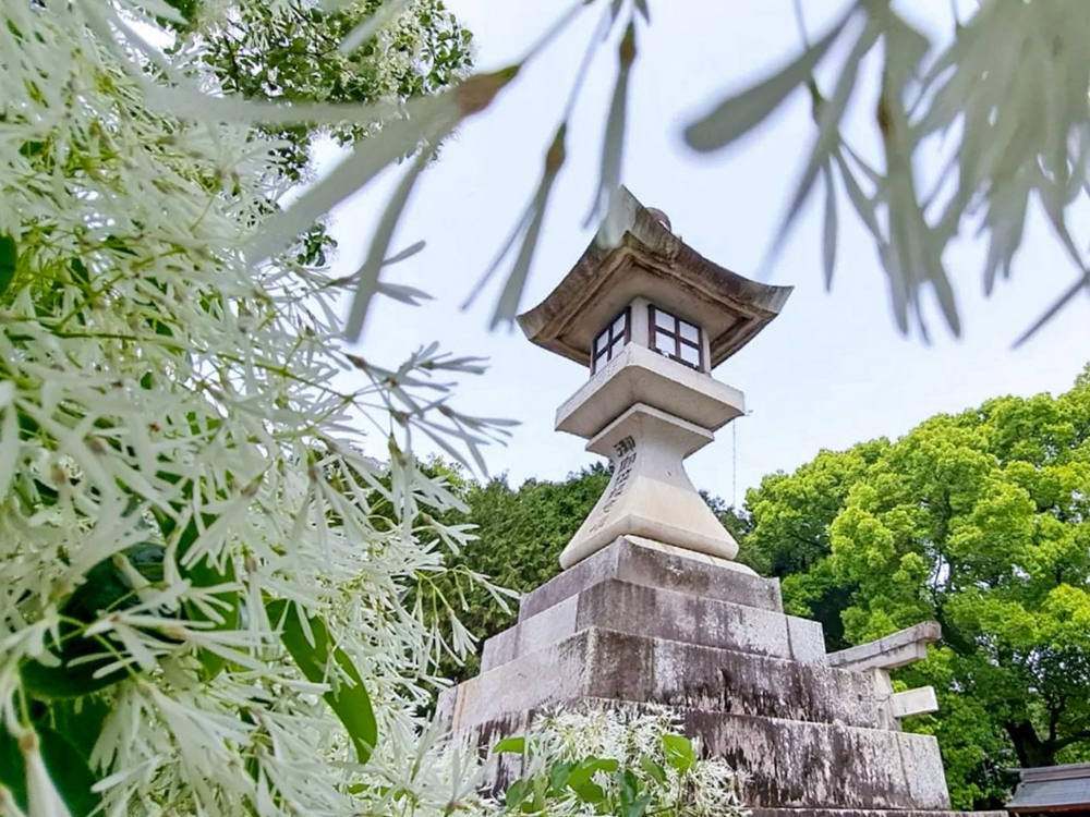 江南市の若宮八幡社 、ヒトツバタゴ、愛知県江南市の観光・撮影スポットの画像と写真