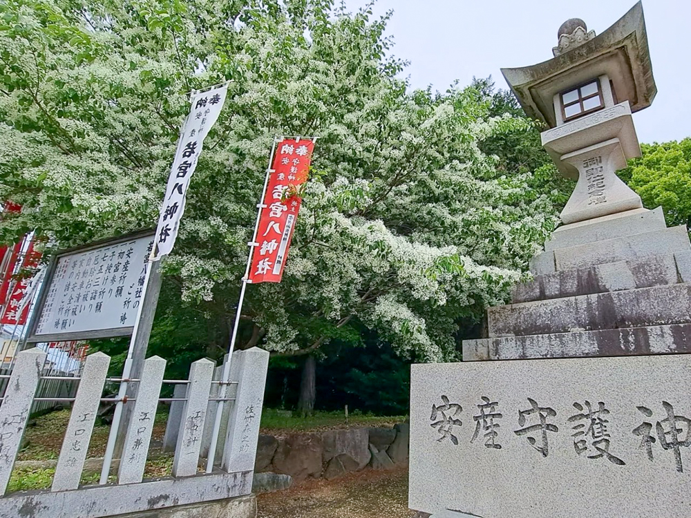 江南市の若宮八幡社 、ヒトツバタゴ、愛知県江南市の観光・撮影スポットの画像と写真