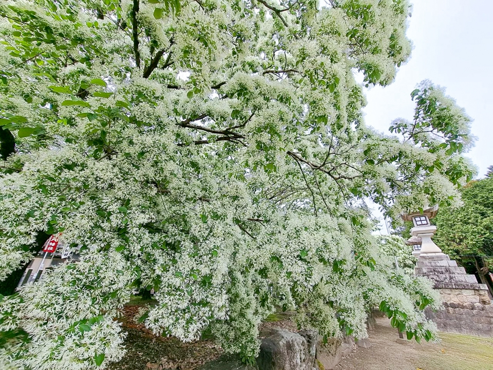 江南市の若宮八幡社 、ヒトツバタゴ、愛知県江南市の観光・撮影スポットの画像と写真市の観光・撮影スポットの画像と写真