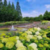 荒子川公園、あじさい、アナベル、6月の夏の花、名古屋市港区の観光・撮影スポットの画像と写真